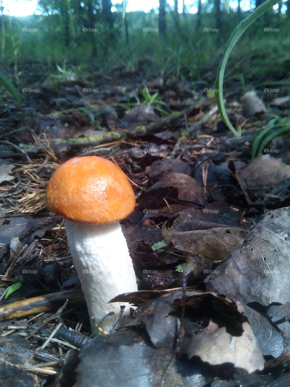 mushroom