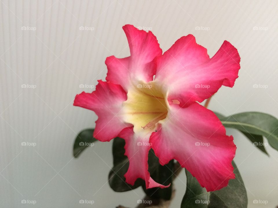 A Desert Rose 