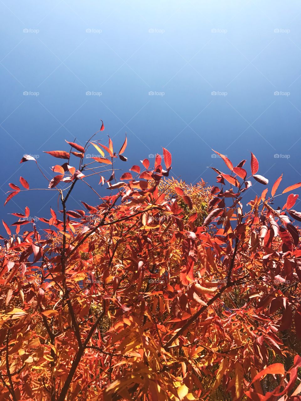Autumn leaves