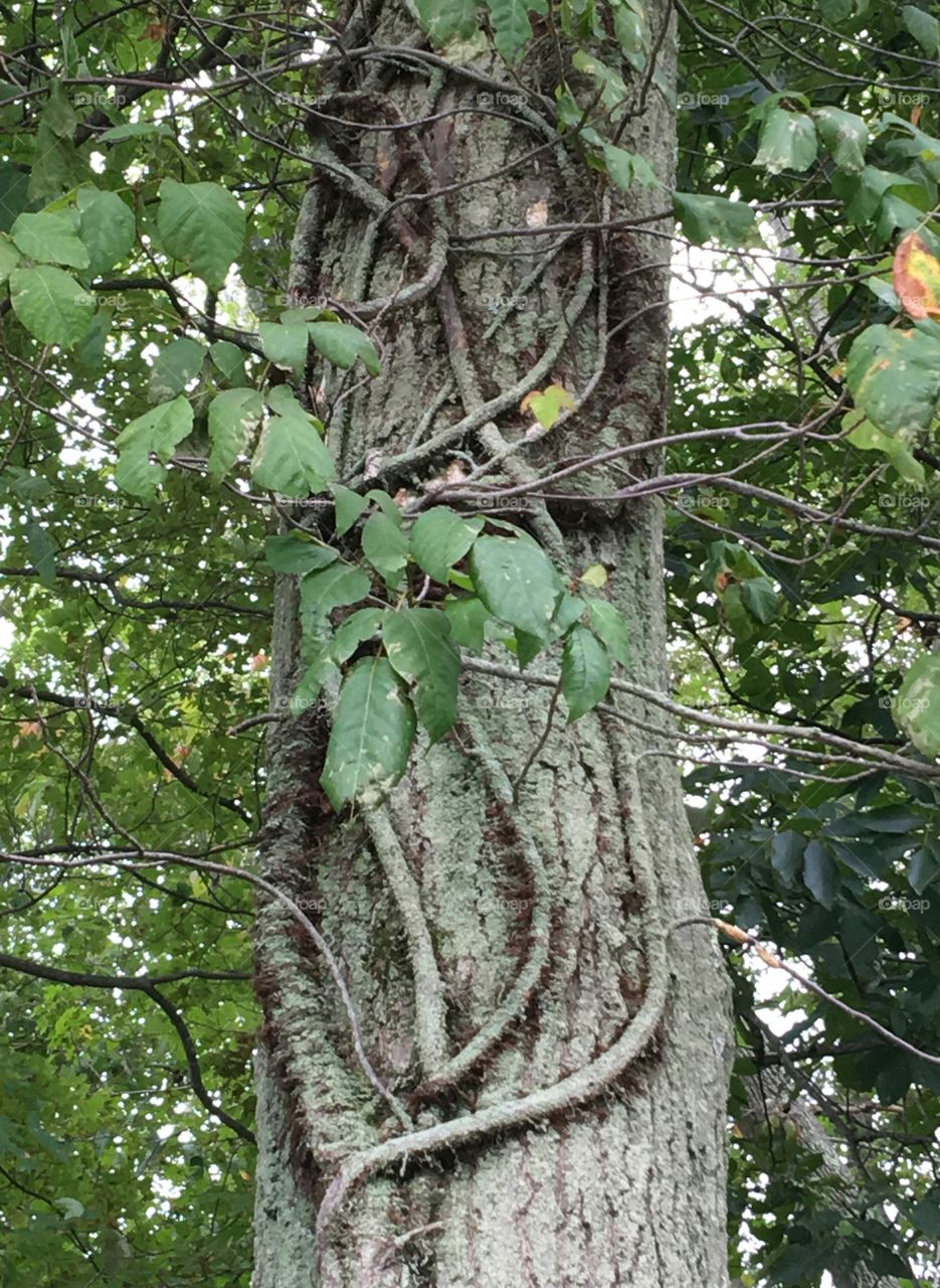 Vine covered tree trunk, leaves.