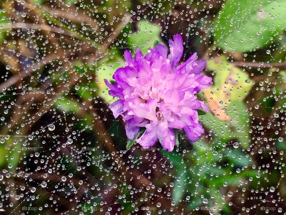 Water drops on spider web 