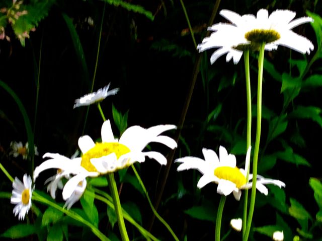 Beautiful daisy
