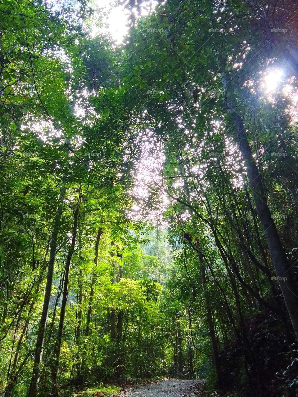 Kanneliya forest
Sri lanka