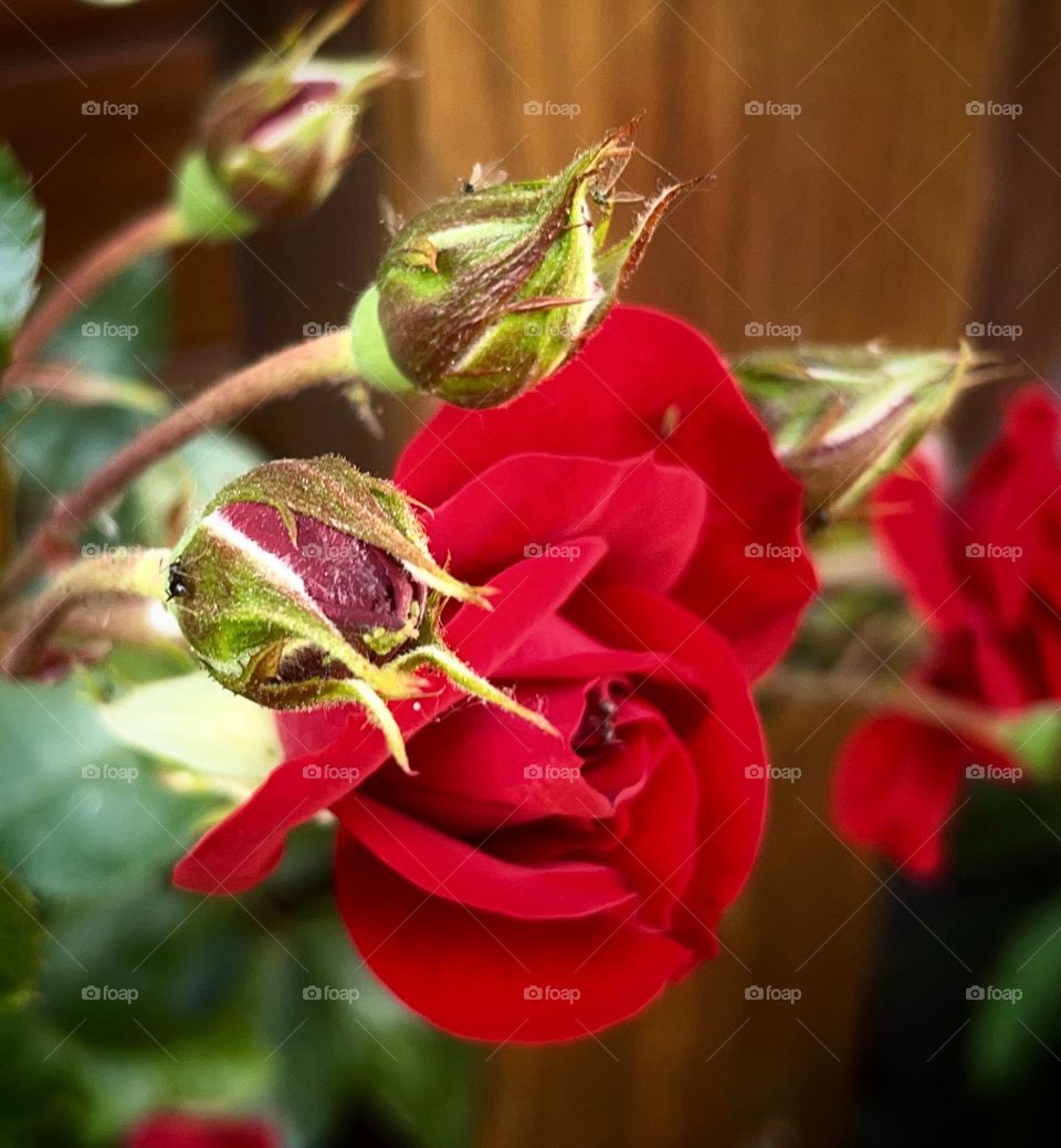 rose buds 