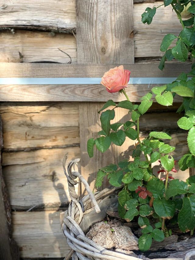 plant/flowers