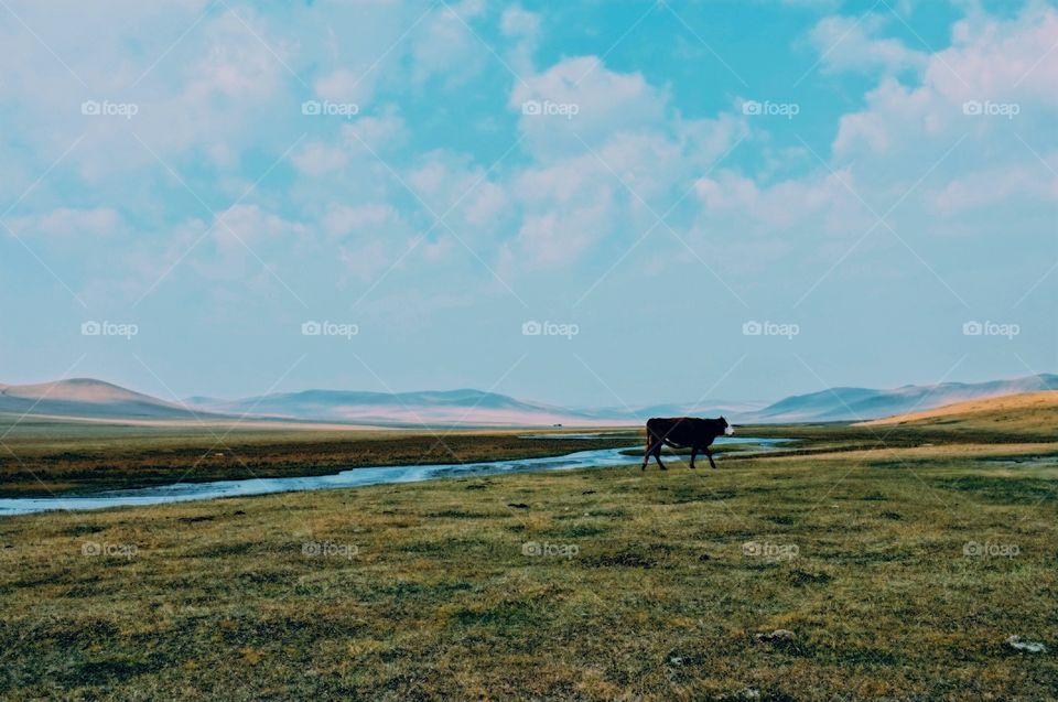 Autumn grassland in the rural area