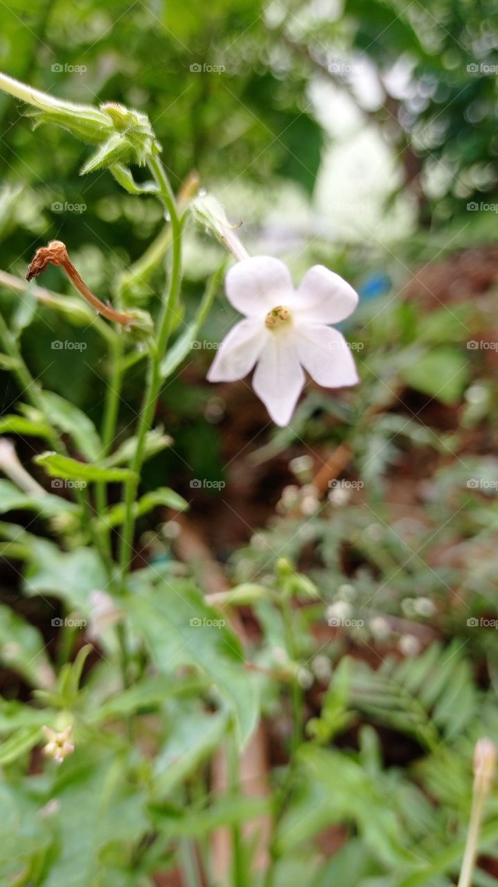 white flower