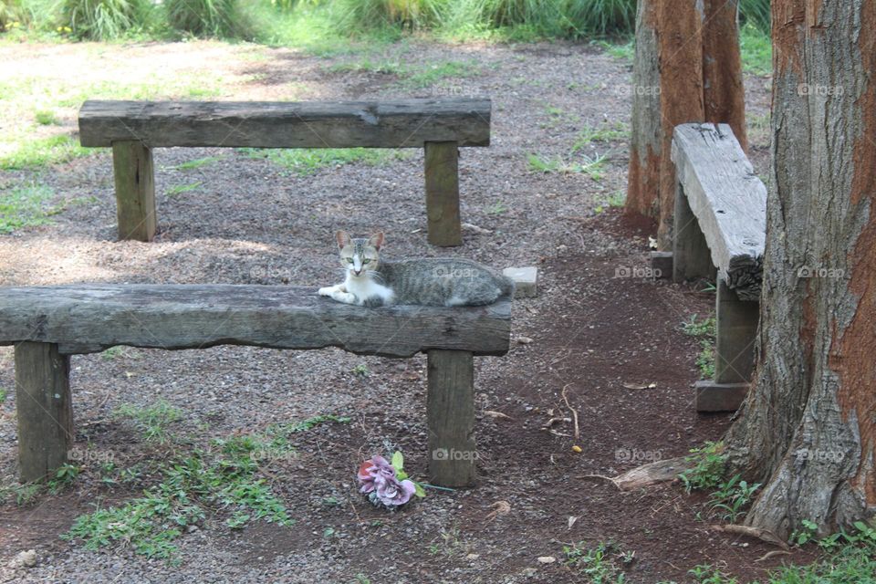 local cats are relaxing