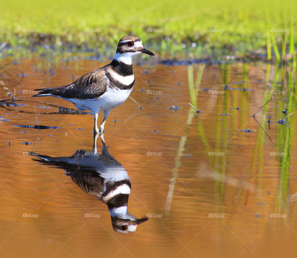 Killdeer Bird with a Reflection