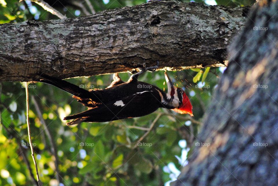 Woodpecker pecking on tree trunk