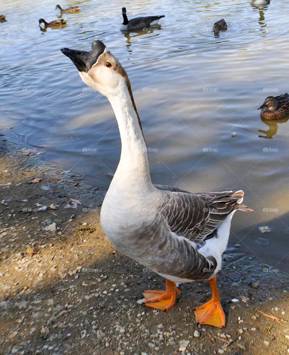 Crazy goose. Silly and crazy goose chasing me at local park.