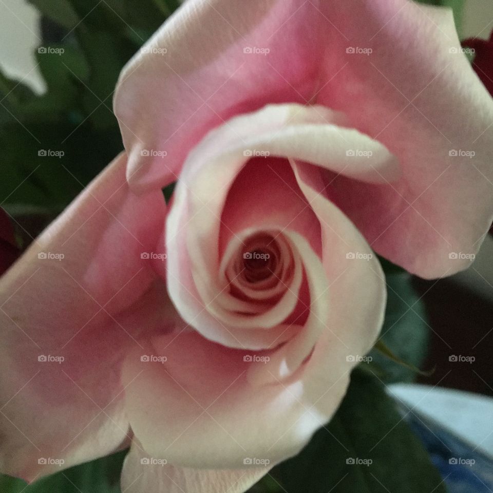 Pink rose blooming