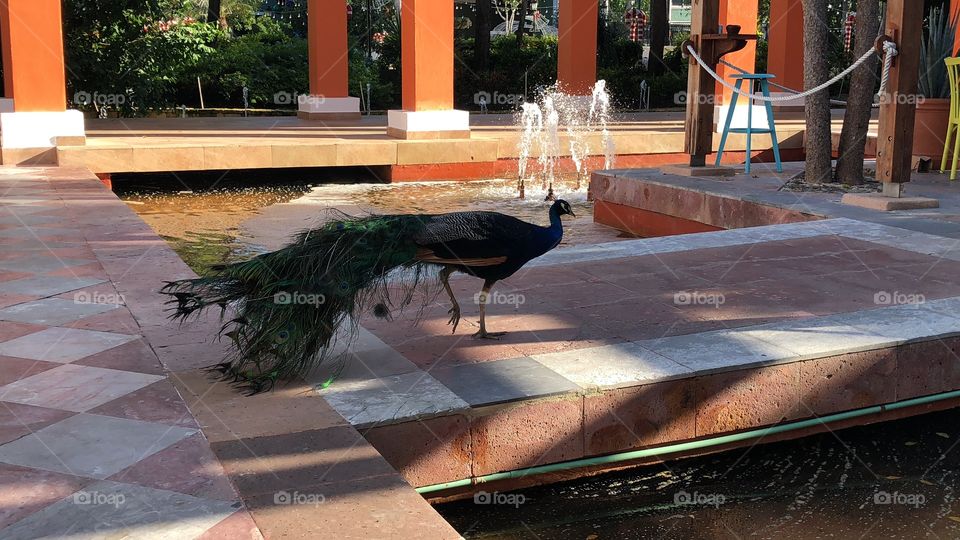 Peacock at the Iberostar Grand Parasio resort Mexico