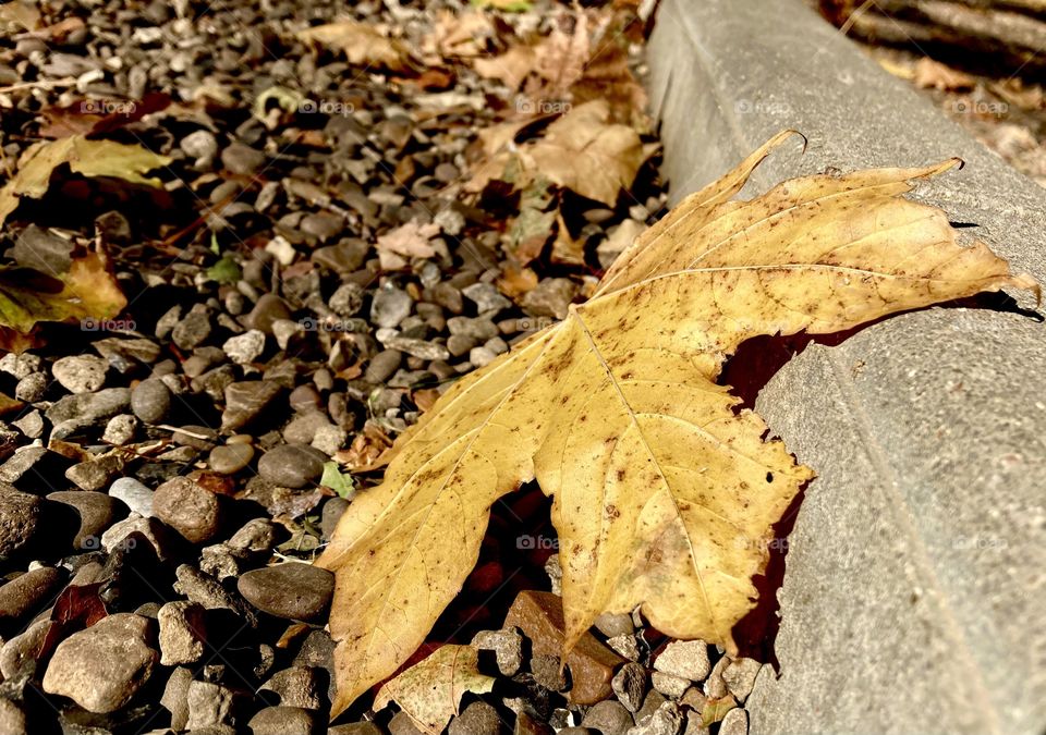 yellow leaf on the ground