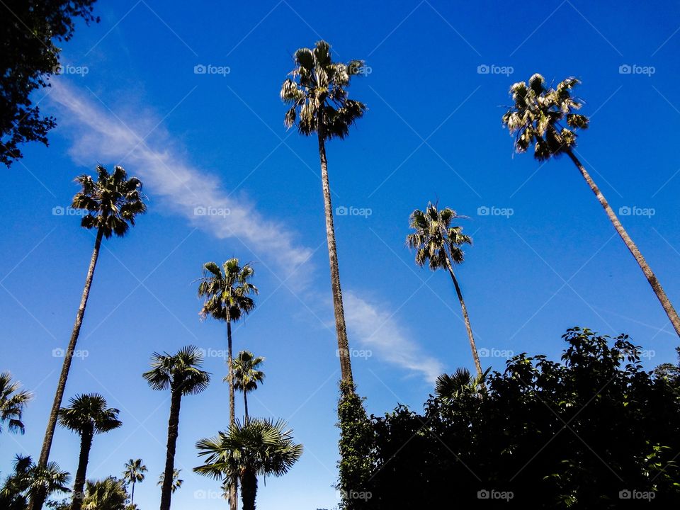 Hurst Castle a Palm Trees