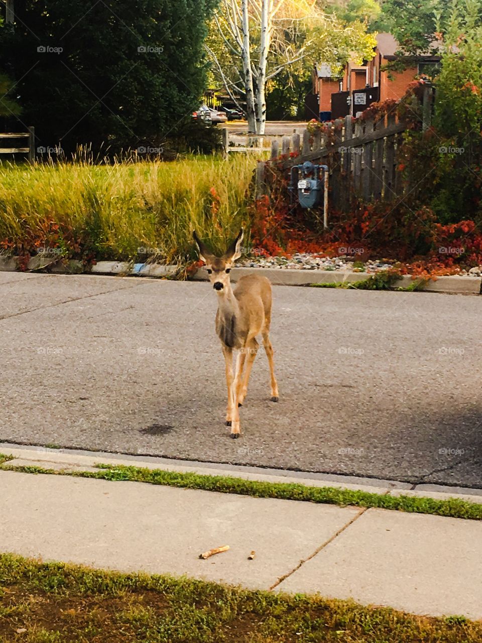 City deer