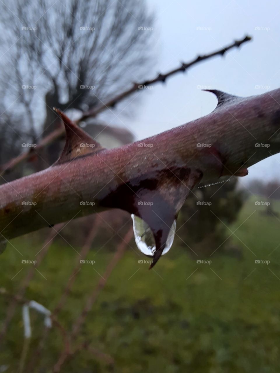 garden after rain with a drop at tip of the rose thorn