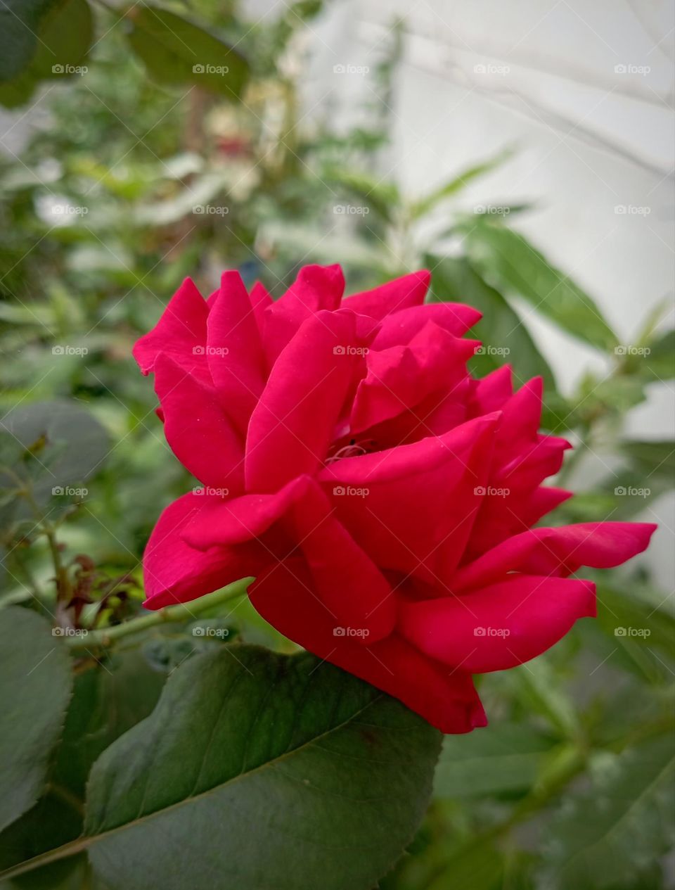 Blooming rose