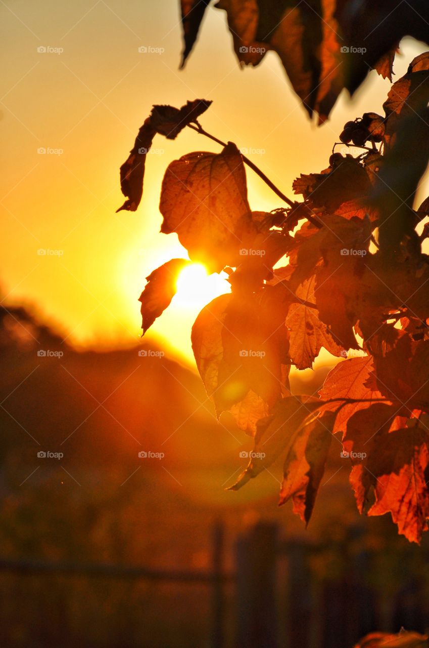 Fall, Leaf, No Person, Tree, Light