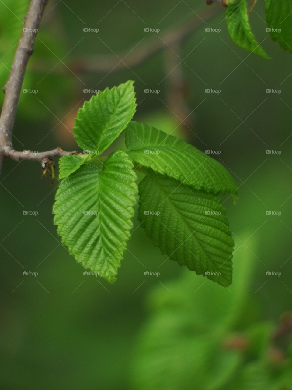Fresh green spring leaves budding