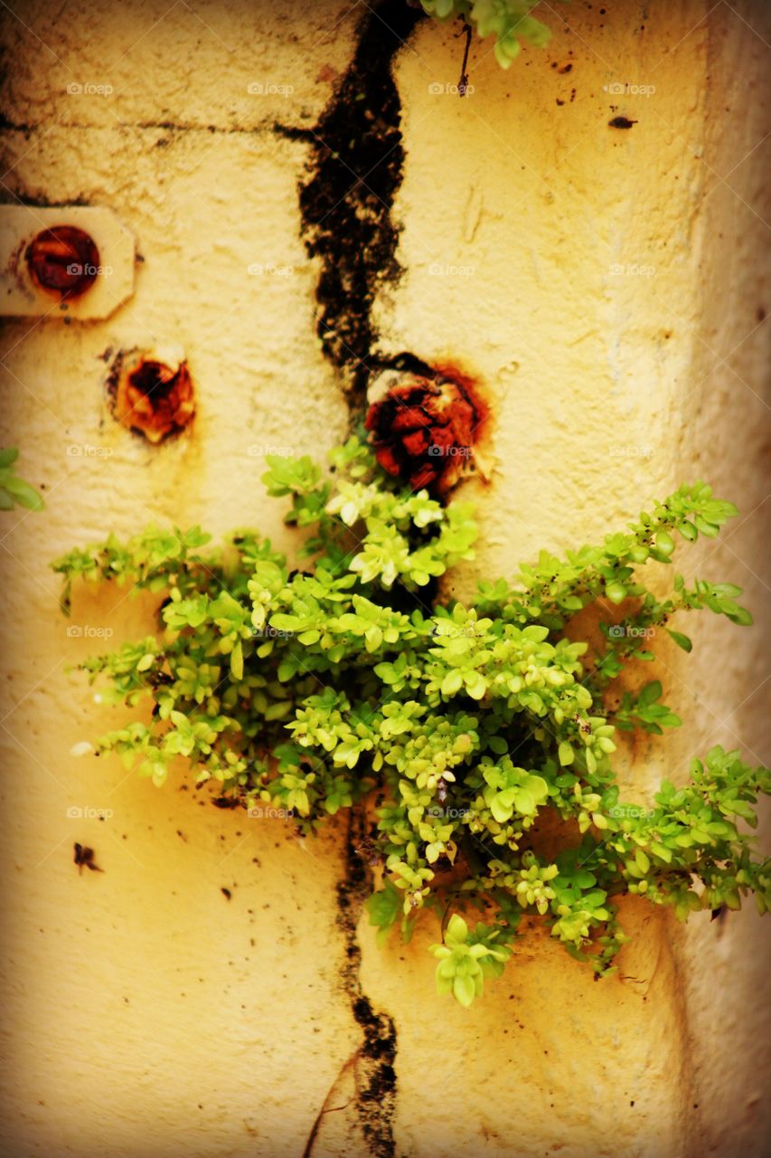 Fern on wall