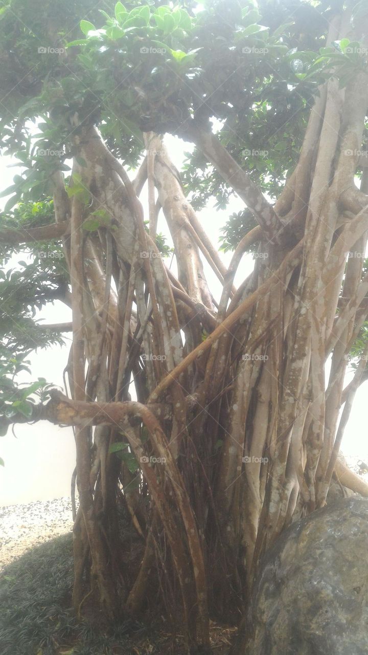 when it rains during the day, everything looks wet