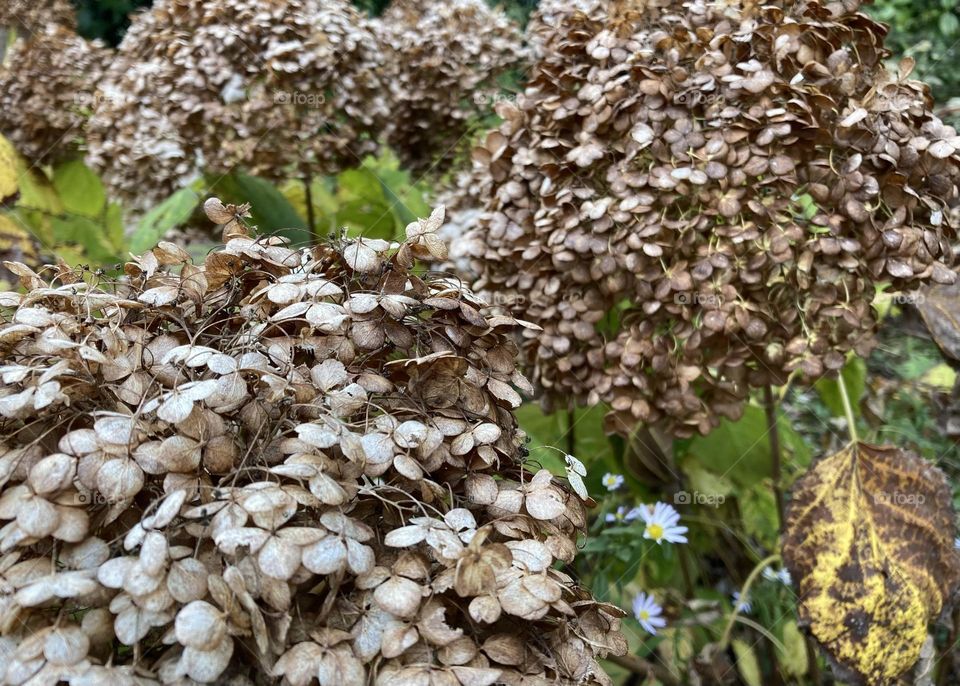 Dried hydrangea flowers