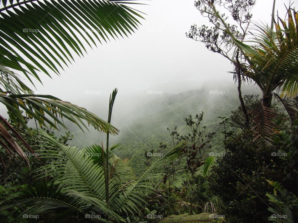 Misty Rainforest