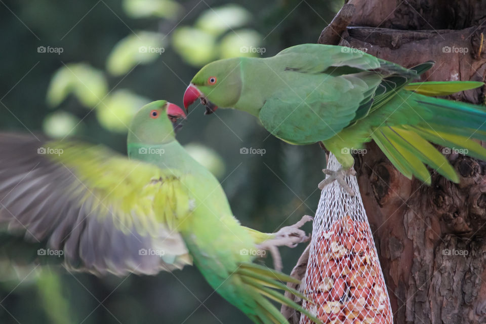 Parrot battle!