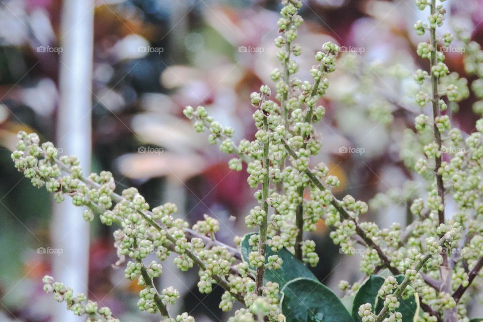 sementes e flores aguardando a primavera
