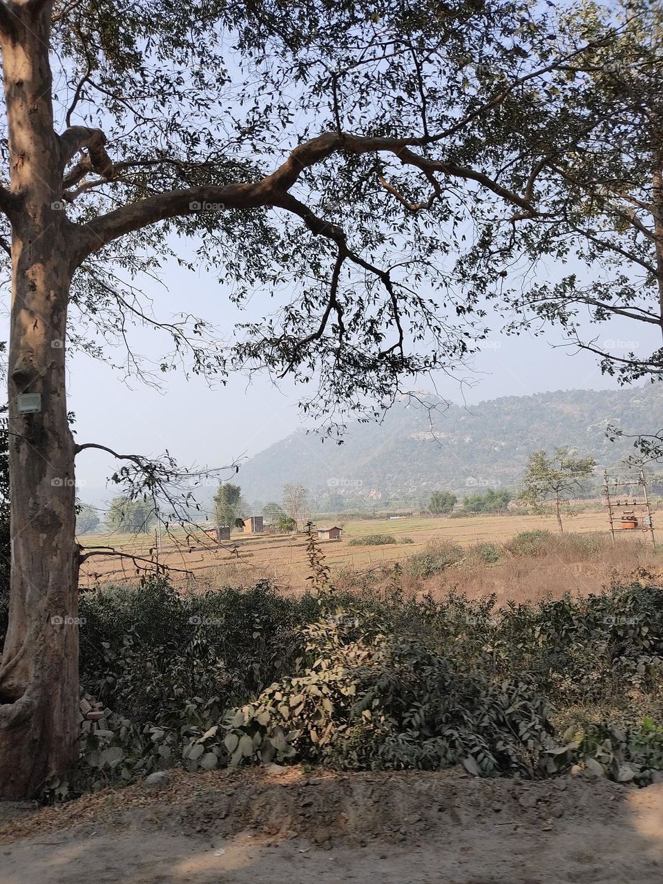 Amazing view of the beautiful hill under the shade of the tree.
