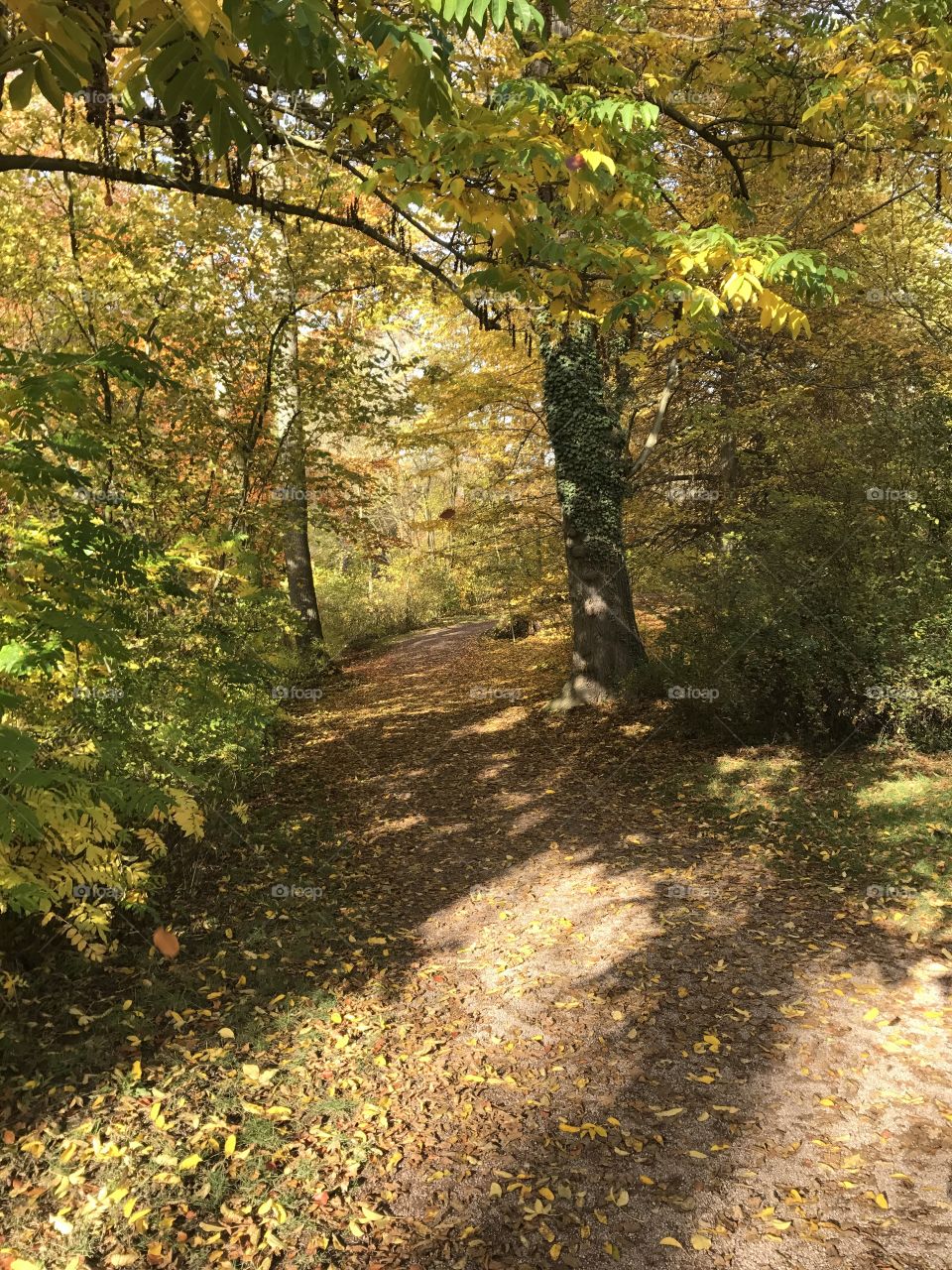 Sunny day in the fall