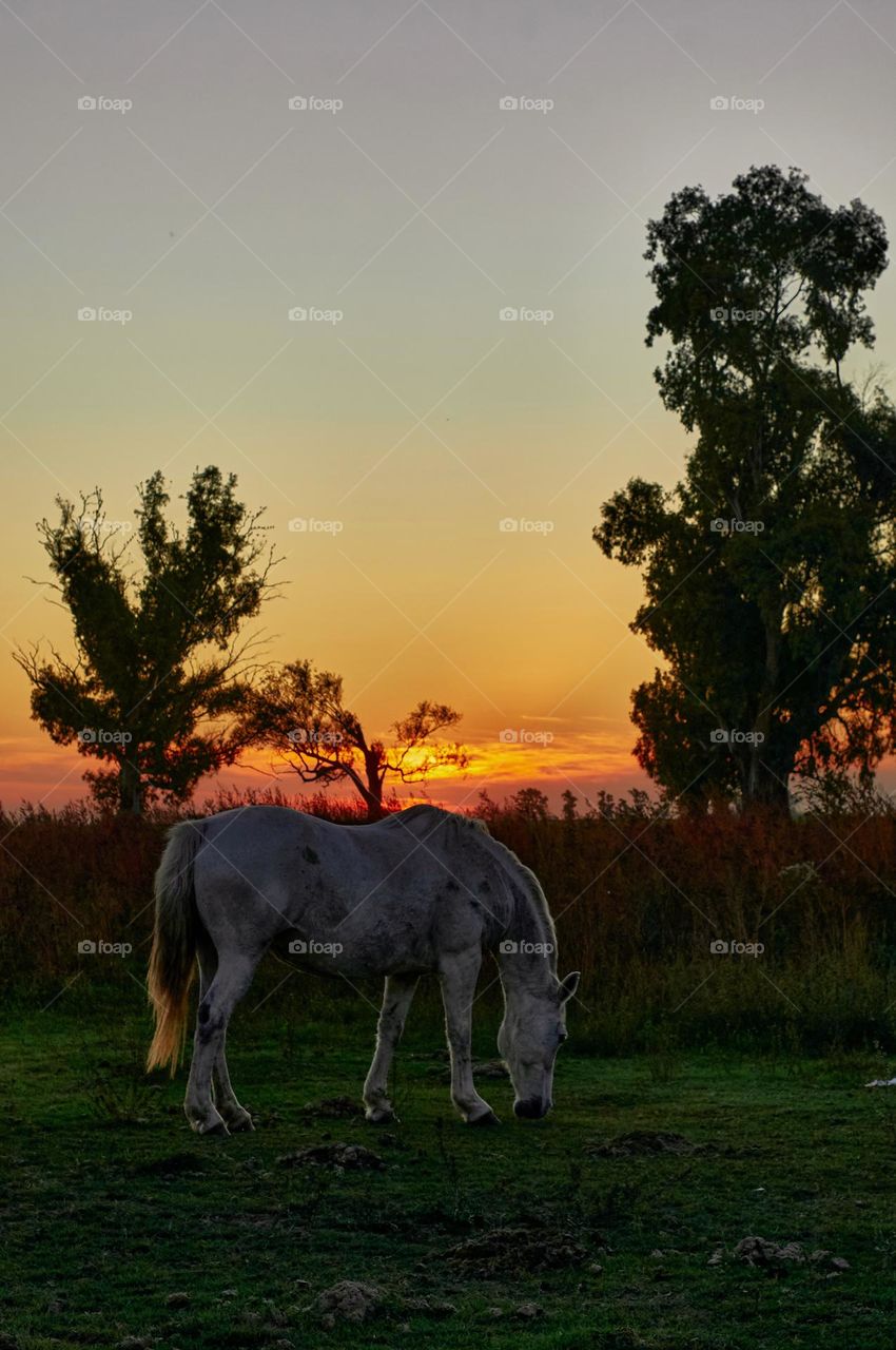 Horse eating grass at sunset