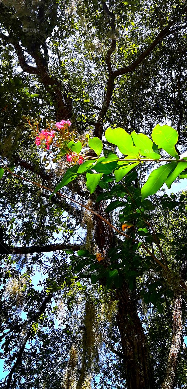 myrtle tree blooms under the old oak tree