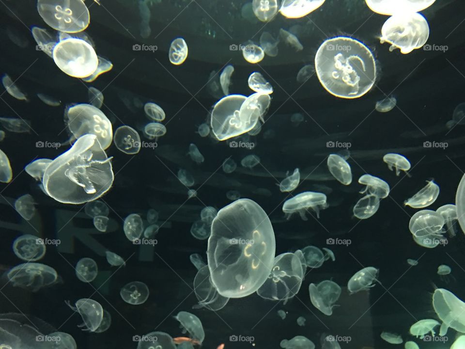 Underwater, Jellyfish, Pattern, Fish, Abstract
