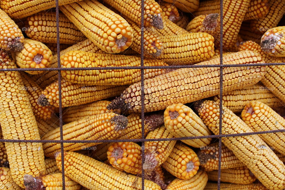 Yellow corn in columns