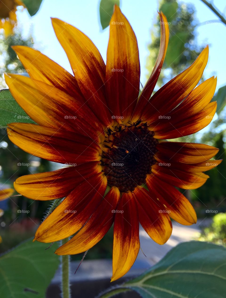 Extreme close-up of sunflower