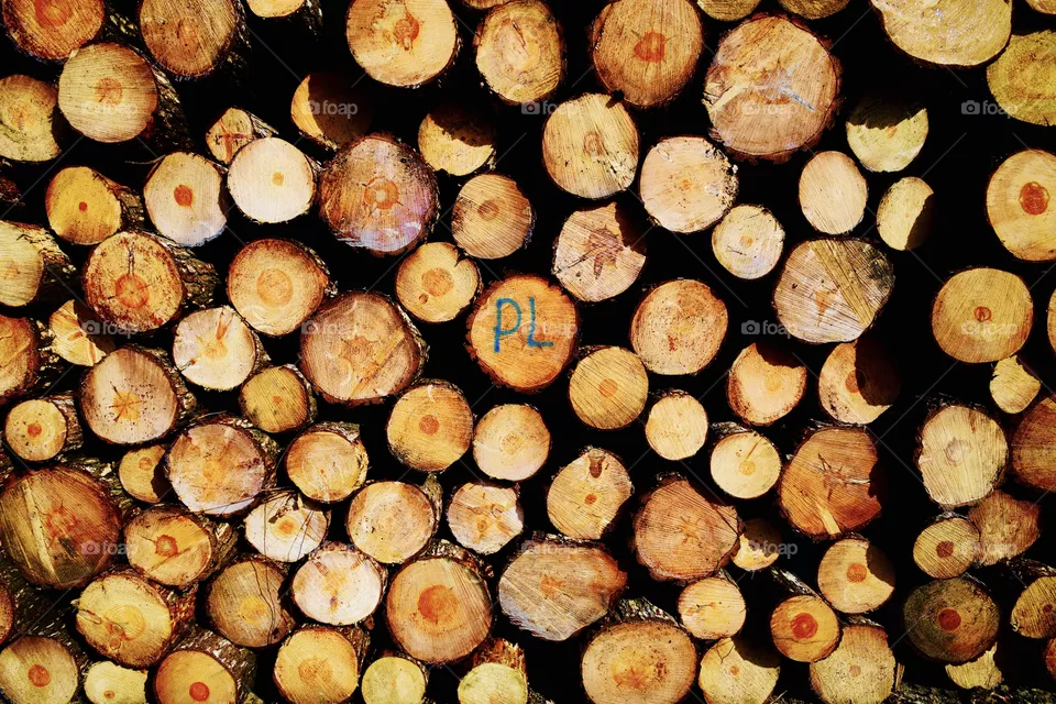 Wood
