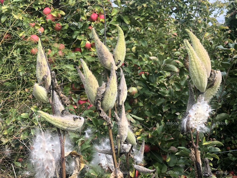 Milkweed in an apple orchard