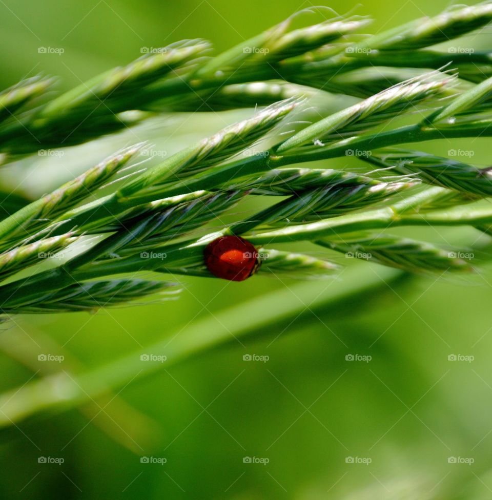 Ladybug on Leaf
