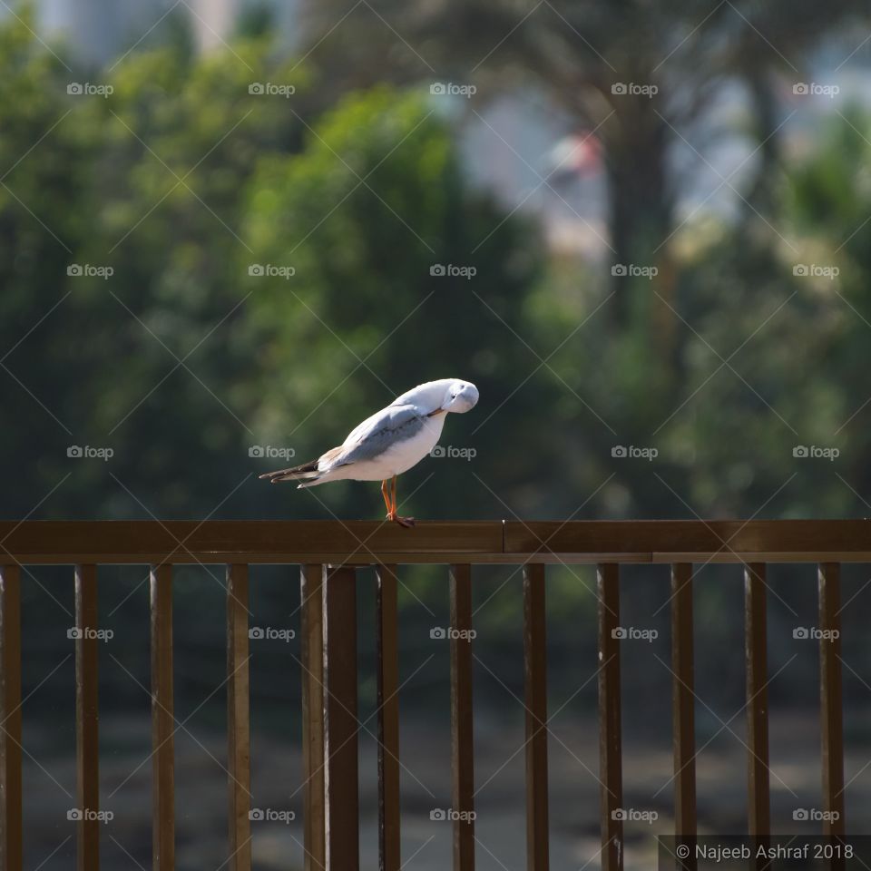 migratory seagull