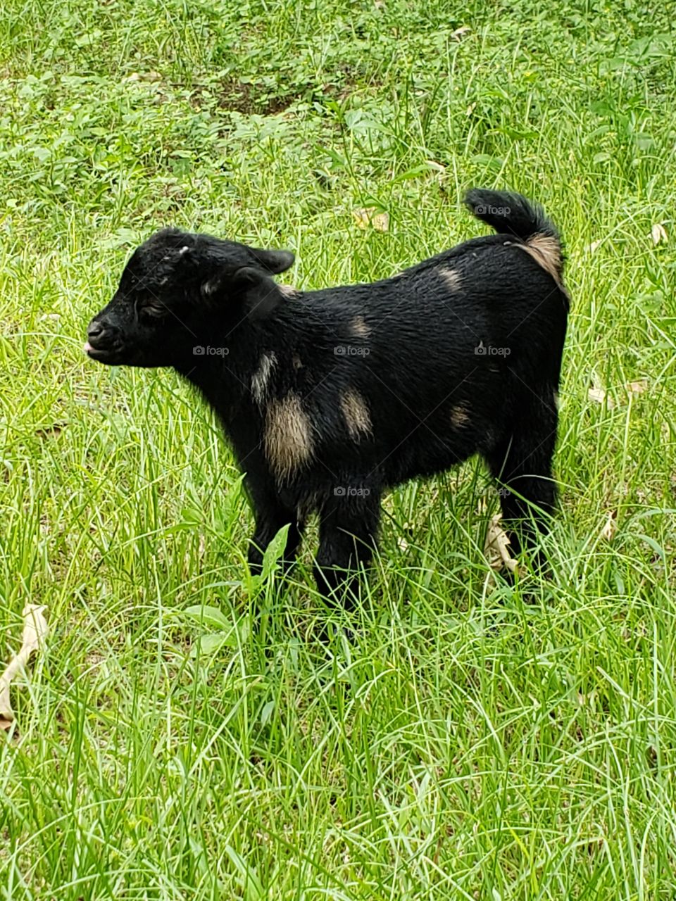 baby kid goat