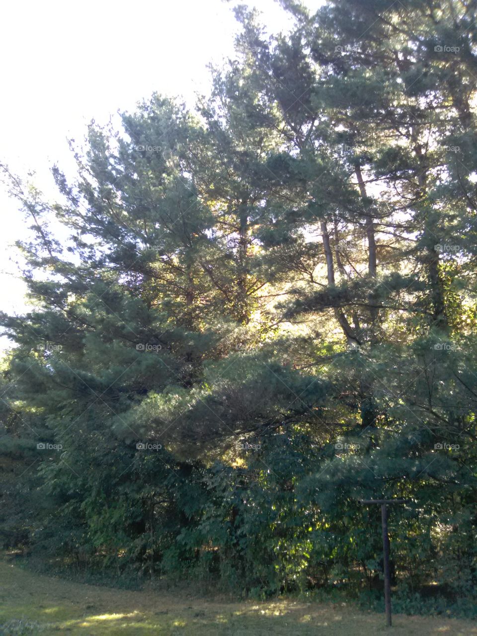 The pretty Pine trees