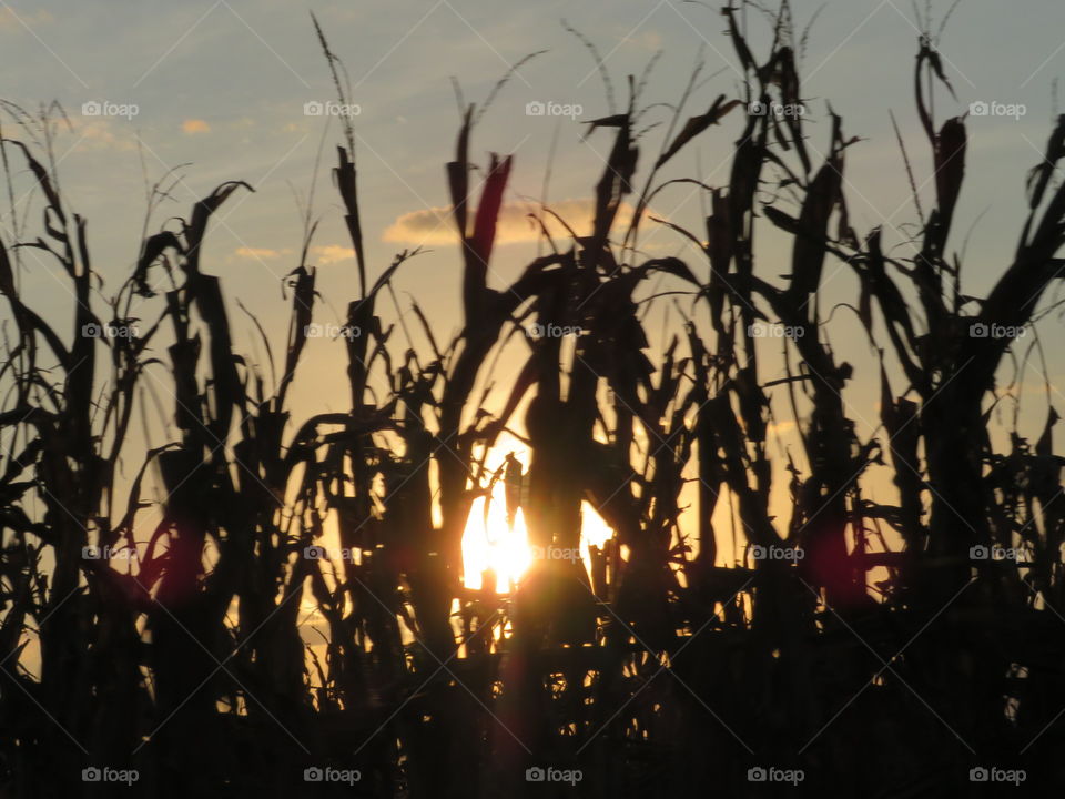 Sunset behind corn stalks