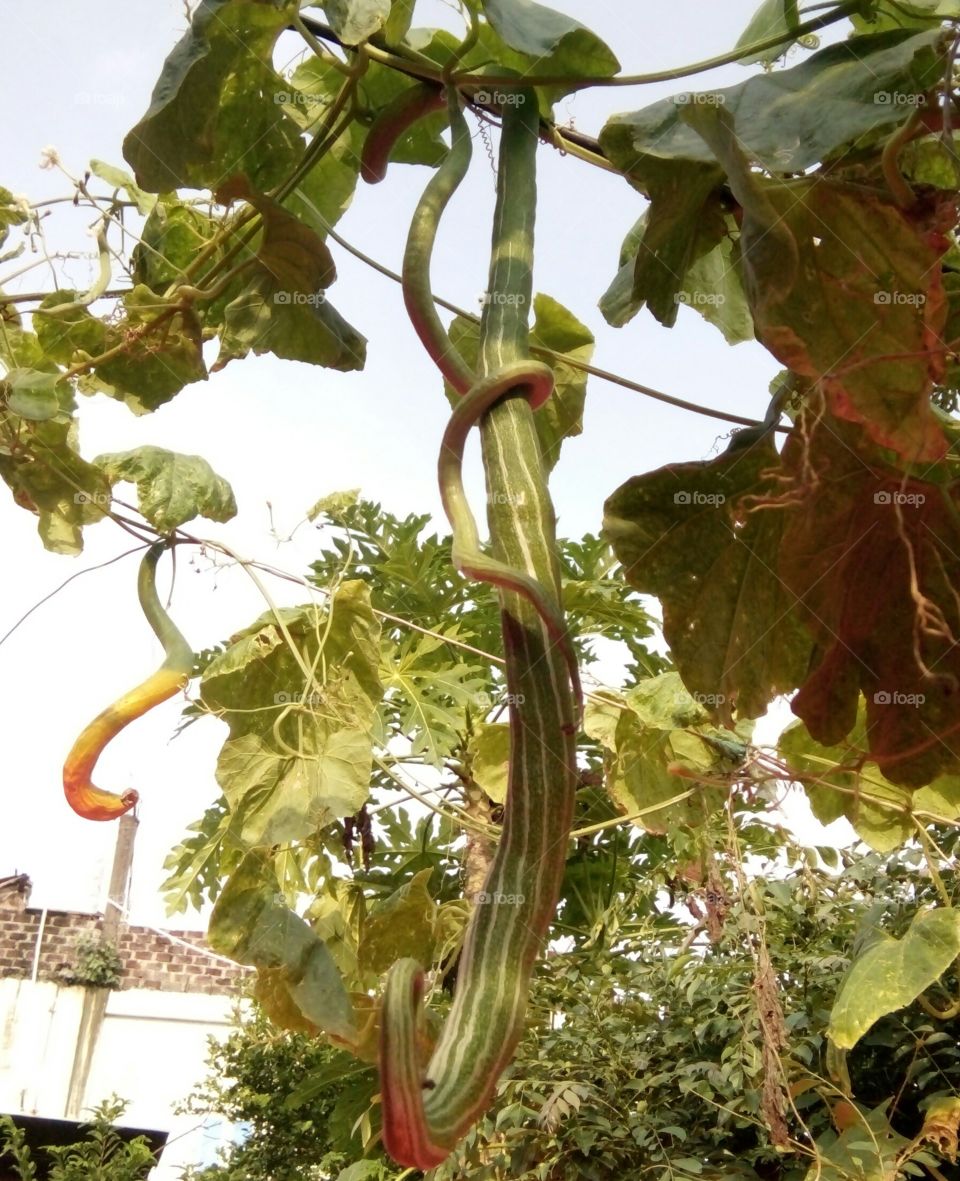 Photo of a vegetable/vegetable wrapped vegetable photo/vegetable design in amazing design/Automatically pose pose photo/photo of Indian vegetable/vegetable photo in amazing posture/indian vegetable photo/good vegetable photo/vegetable in style photo