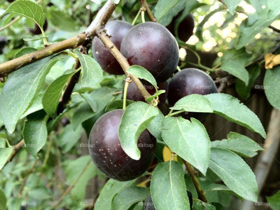 dark sweet fruits romania by ic.stancu