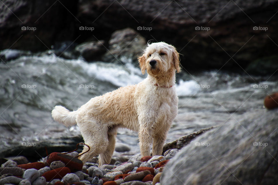 White dog near the lake