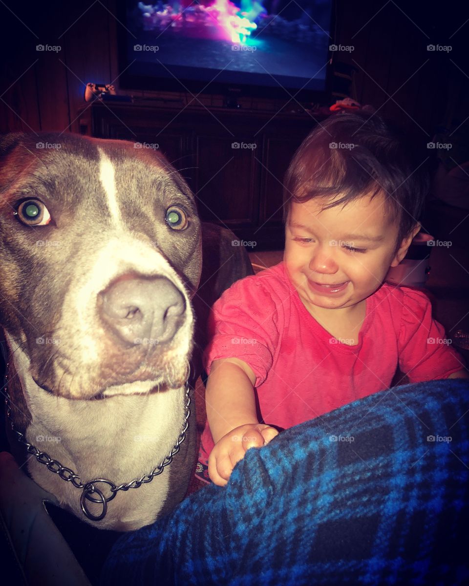 Handsome pit bull puppy with cute baby girl