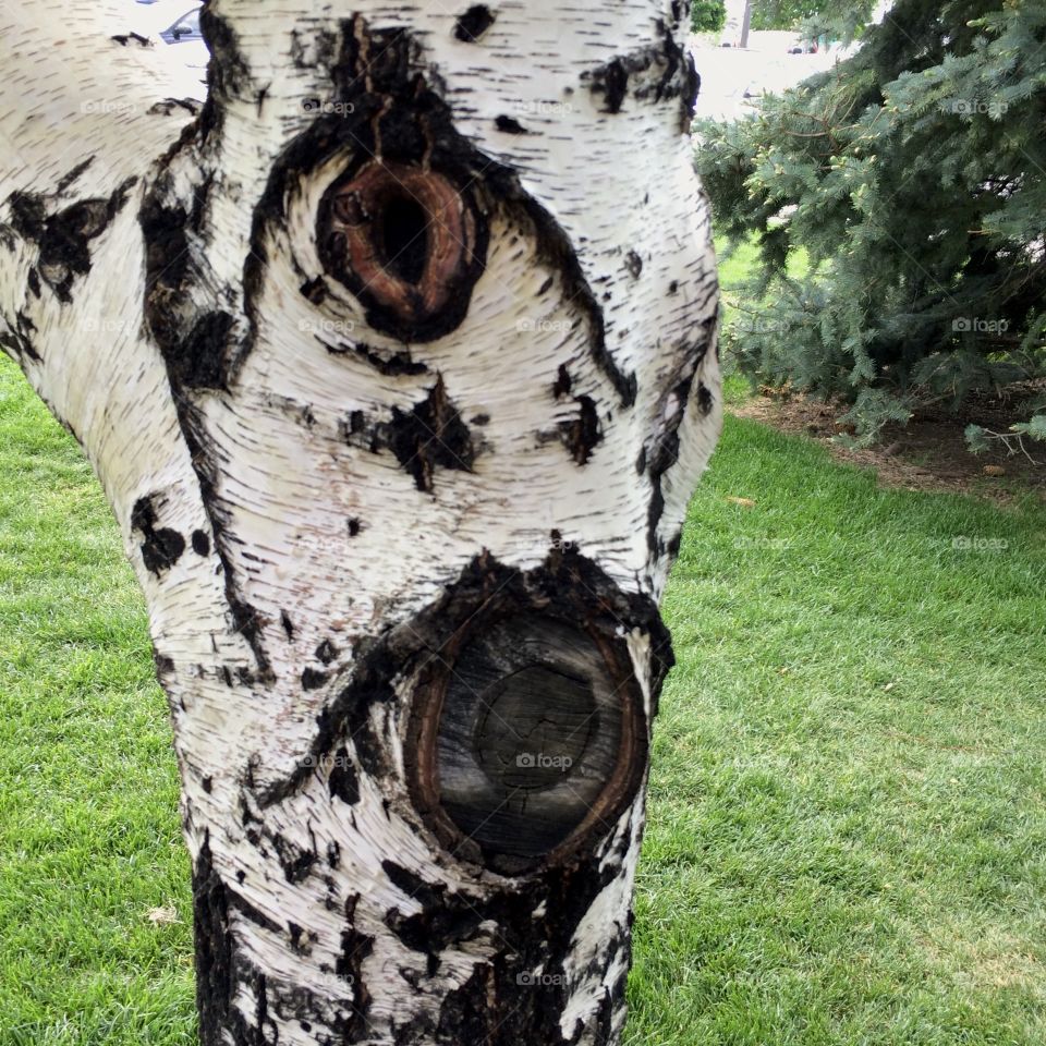 Close up of a birch tree with two knots at a rest stop on a summer day in Wyoming. 