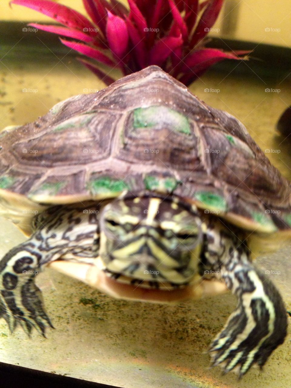 Walter, the grumpy turtle 